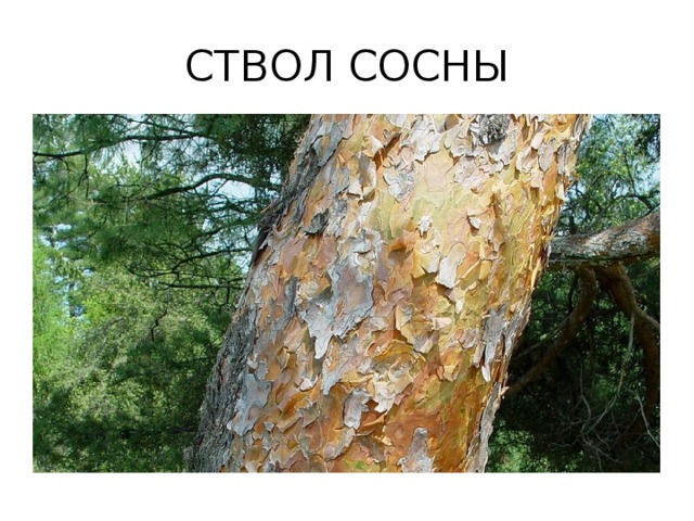 СТВОЛ СОСНЫ 