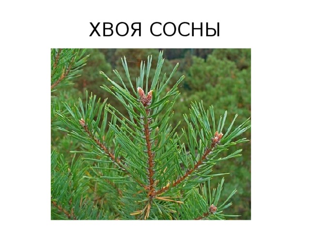 ХВОЯ СОСНЫ 