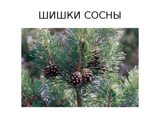ШИШКИ СОСНЫ 