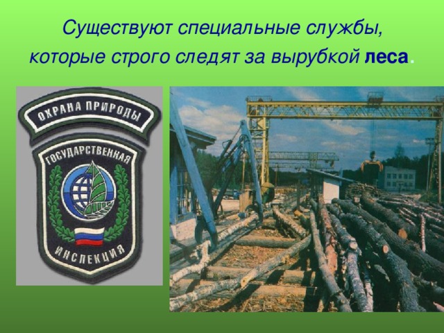 Существуют специальные службы, которые строго следят за вырубкой  леса . 
