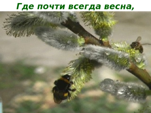 Где почти всегда весна,