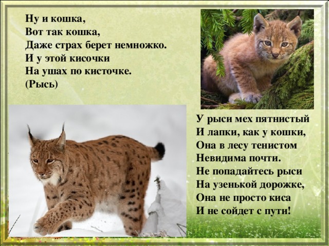Мальчик и рысь план