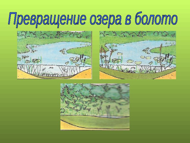 Рисунок экосистема болота