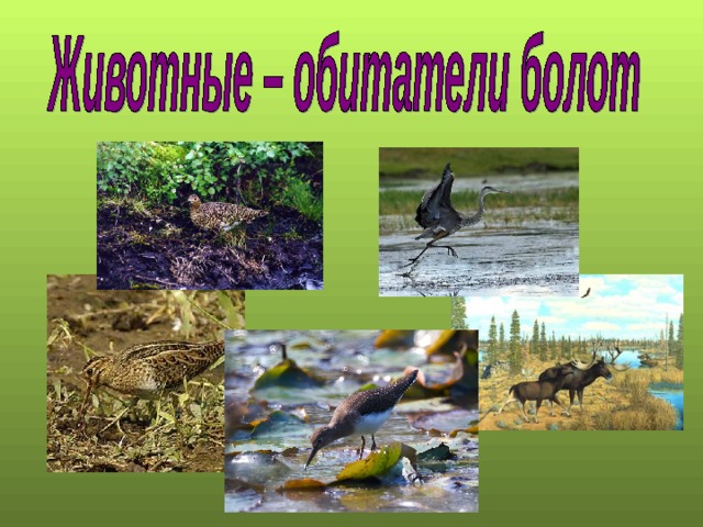 Рисунок экосистема болота