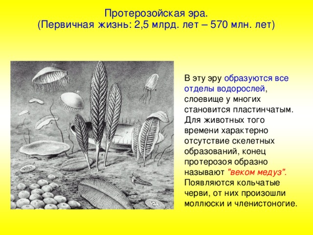 Протерозойская эра. (Первичная жизнь: 2,5 млрд. лет – 570 млн. лет) В эту эру образуются все отделы водорослей , слоевище у многих становится пластинчатым. Для животных того времени характерно отсутствие скелетных образований, конец протерозоя образно называют 