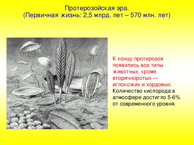 Протерозойская эра. (Первичная жизнь: 2,5 млрд. лет – 570 млн. лет) К концу протерозоя появились все типы животных, кроме вторичноротых — иглокожих и хордовых. Количество кислорода в атмосфере достигло 5-6% от современного уровня.