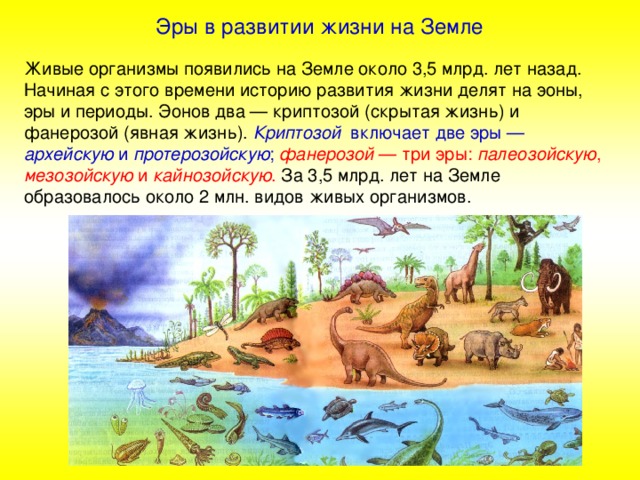 Эры в развитии жизни на Земле Живые организмы появились на Земле около 3,5 млрд. лет назад. Начиная с этого времени историю развития жизни делят на эоны, эры и периоды. Эонов два — криптозой (скрытая жизнь) и фанерозой (явная жизнь). Криптозой включает две эры — архейскую и протерозойскую ;  фанерозой — три эры: палеозойскую , мезозойскую и кайнозойскую . За 3,5 млрд. лет на Земле образовалось около 2 млн. видов живых организмов.