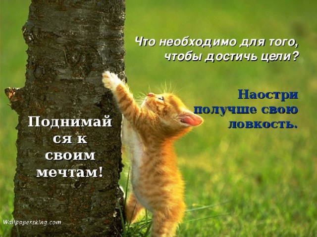 Что необходимо для того, чтобы достичь цели? Наостри получше свою ловкость. Поднимайся к своим мечтам! 