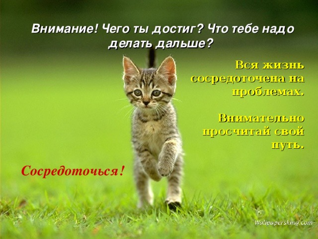  Внимание! Чего ты достиг? Что тебе надо делать дальше? Вся жизнь сосредоточена на проблемах.   Внимательно просчитай свой путь. Сосредоточься! 