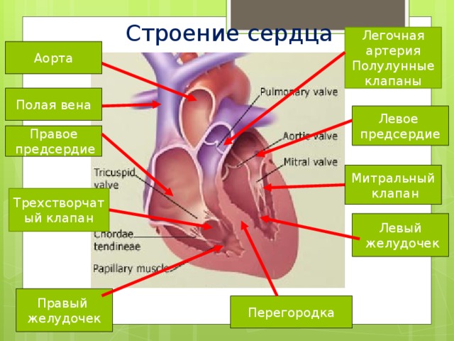 Строение сердца Легочная артерия Полулунные клапаны Аорта Полая вена Левое предсердие Правое  предсердие Митральный  клапан Трехстворчатый клапан Левый  желудочек Правый желудочек Перегородка 