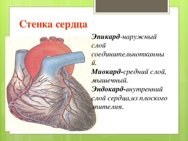 Стенка сердца Эпикард -наружный слой соединительнотканный. Миокард- средний слой, мышечный. Эндокард- внутренний слой сердца,из плоского эпителия. 