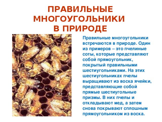 ПРАВИЛЬНЫЕ МНОГОУГОЛЬНИКИ  В ПРИРОДЕ Правильные многоугольники встречаются в природе. Один из примеров – это пчелиные соты, которые представляют собой прямоугольник, покрытый правильными шестиугольниками. На этих шестиугольниках пчелы выращивают из воска ячейки, представляющие собой прямые шестиугольные призмы. В них пчелы и откладывают мед, а затем снова покрывают сплошным прямоугольником из воска. 