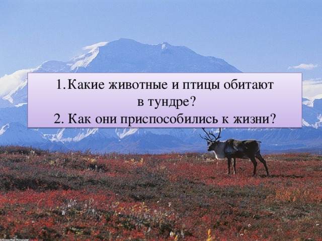 Какие животные и птицы обитают  в тундре? 2. Как они приспособились к жизни? 