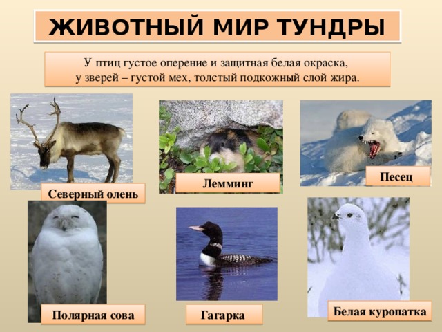 ЖИВОТНЫЙ МИР ТУНДРЫ У птиц густое оперение и защитная белая окраска, у зверей – густой мех, толстый подкожный слой жира. Песец Лемминг Северный олень Белая куропатка Полярная сова Гагарка 