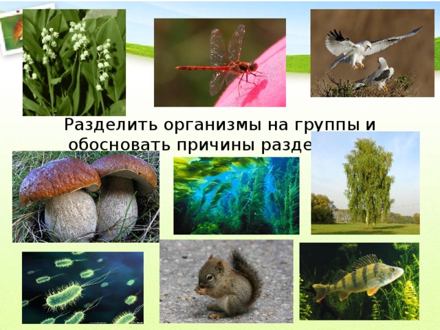 Разделить организмы на группы и обосновать причины разделения.   