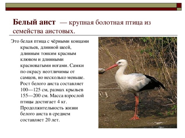 Составьте и запишите план текста из трех пунктов аист у многих народов считается птицей