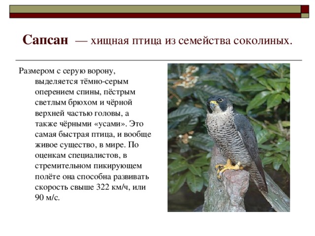 Красная книга ленинградской области животные и растения с картинками
