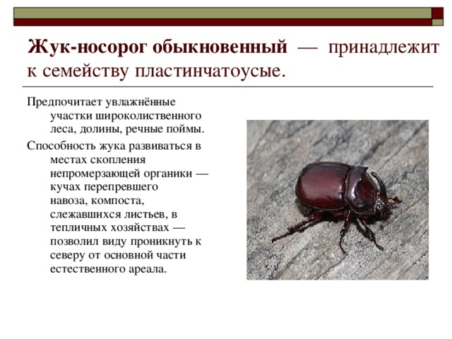 Какой тип развития характерен для жука носорога обыкновенного изображенного на рисунке