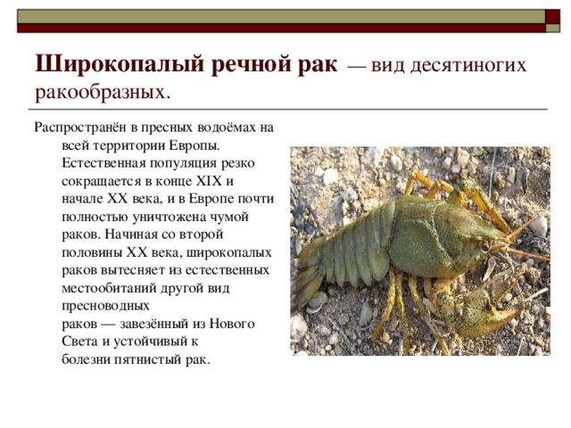 Проект по выращиванию широкопалого рака презентация риски