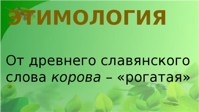 ЭТИМОЛОГИЯ От древнего славянского слова корова – «рогатая» 