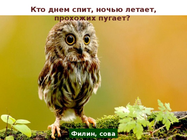 Кто днем спит, ночью летает, прохожих пугает? Филин, сова 