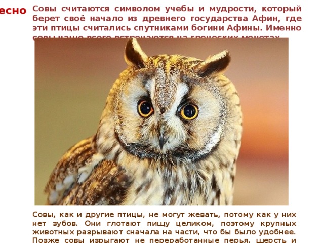 интересно знать Совы считаются символом учебы и мудрости, который берет своё начало из древнего государства Афин, где эти птицы считались спутниками богини Афины. Именно совы чаще всего встречаются на греческих монетах. Совы, как и другие птицы, не могут жевать, потому как у них нет зубов. Они глотают пищу целиком, поэтому крупных животных разрывают сначала на части, что бы было удобнее. Позже совы изрыгают не переработанные перья, шерсть и кости. 