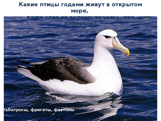 Какие птицы годами живут в открытом море, даже спят на волнах, качаясь, как поплавок? Альбатросы, фрегаты, фаэтоны 
