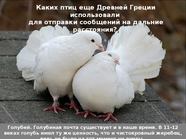 Каких птиц еще Древней Греции использовали для отправки сообщений на дальние расстояния? Голубей. Голубиная почта существует и в наше время. В 11-12 веках голубь имел ту же ценность, что и чистокровный жеребец, ведь не было на тот момент ни почты, ни телефонов. 