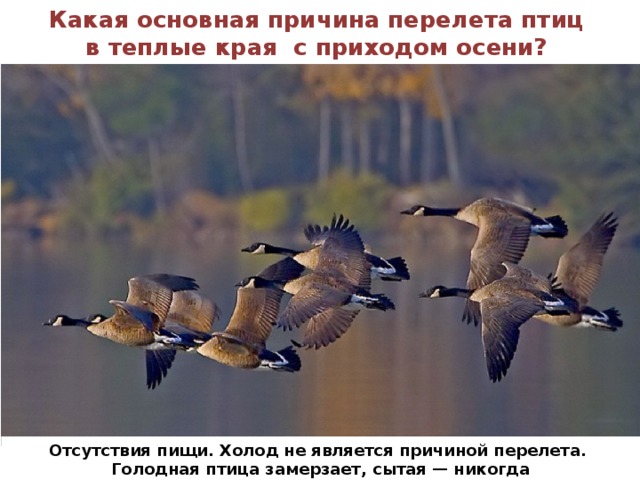 Какая основная причина перелета птиц в теплые края с приходом осени? Отсутствия пищи. Холод не является причиной перелета. Голодная птица замерзает, сытая — никогда 