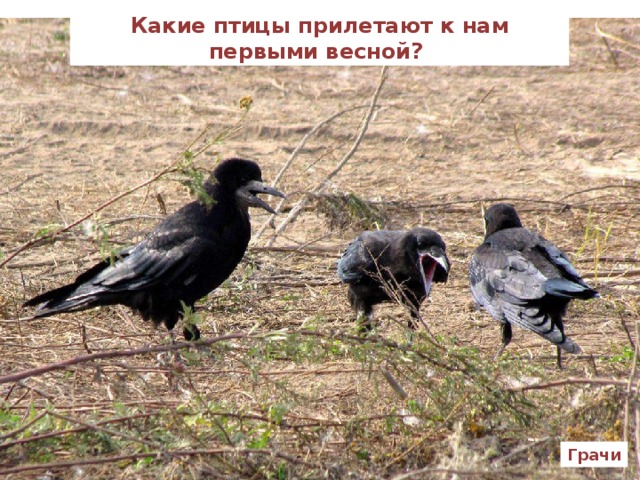 Какие птицы прилетают к нам первыми весной? Грачи 