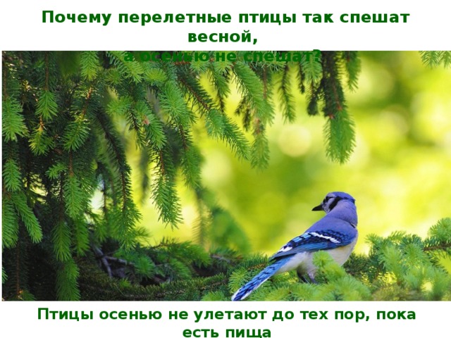 Почему перелетные птицы так спешат весной, а осенью не спешат? Птицы осенью не улетают до тех пор, пока есть пища 