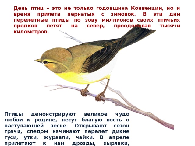 День птиц - это не только годовщина Конвенции, но и время прилета пернатых с зимовок. В эти дни перелетные птицы по зову миллионов своих птичьих предков летят на север, преодолевая тысячи километров. Птицы демонстрируют великое чудо любви к родине, несут благую весть о наступающей весне. Открывают сезон грачи, следом начинают перелет дикие гуси, утки, журавли, чайки. В апреле прилетают к нам дрозды, зырянки, зеленушки, зяблики, вьюрки, овсянки. 