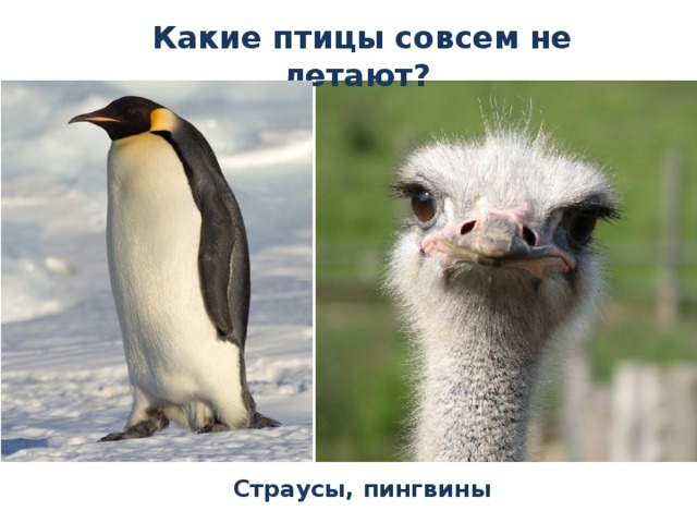 Какие птицы совсем не летают? Страусы, пингвины 