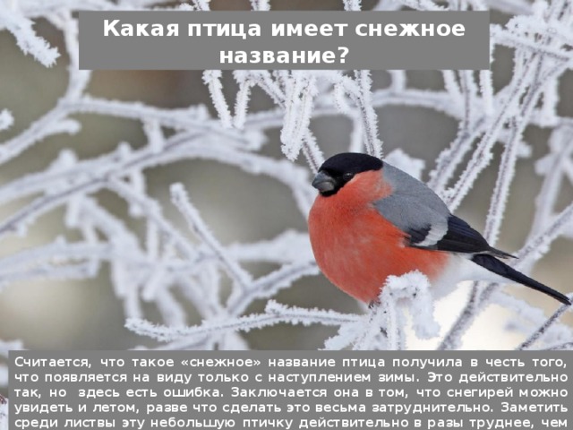 Какая птица имеет снежное название? Считается, что такое «снежное» название птица получила в честь того, что появляется на виду только с наступлением зимы. Это действительно так, но здесь есть ошибка. Заключается она в том, что снегирей можно увидеть и летом, разве что сделать это весьма затруднительно. Заметить среди листвы эту небольшую птичку действительно в разы труднее, чем в студеную пору. 
