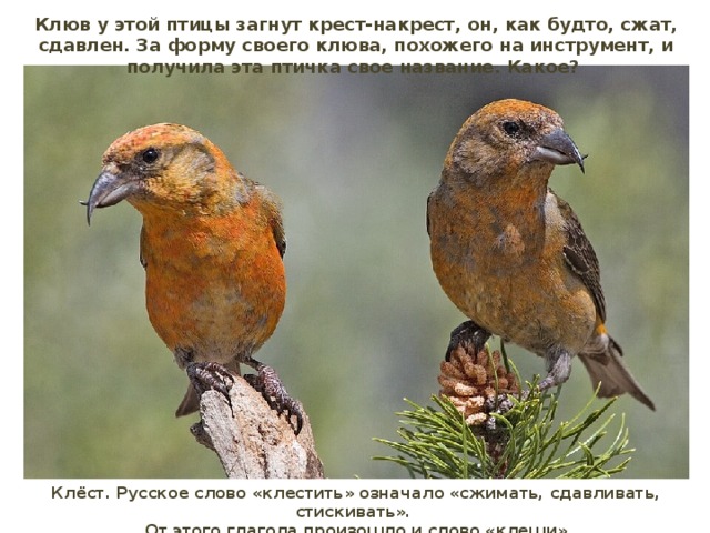 Клюв у этой птицы загнут крест-накрест, он, как будто, сжат, сдавлен. За форму своего клюва, похожего на инструмент, и получила эта птичка свое название. Какое? Клёст. Русское слово «клестить» означало «сжимать, сдавливать, стискивать». От этого глагола произошло и слово «клещи»  