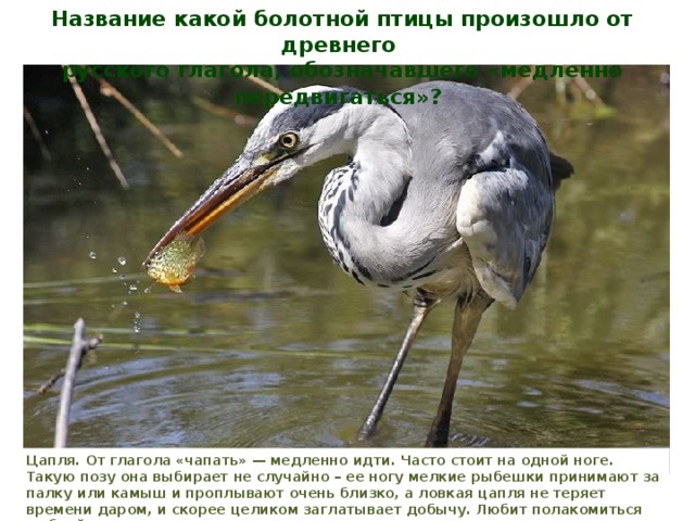 Название какой болотной птицы произошло от древнего русского глагола, обозначавшего «медленно передвигаться»?  Цапля. От глагола «чапать» — медленно идти. Часто стоит на одной ноге. Такую позу она выбирает не случайно – ее ногу мелкие рыбешки принимают за палку или камыш и проплывают очень близко, а ловкая цапля не теряет времени даром, и скорее целиком заглатывает добычу. Любит полакомиться рыбкой, лягушками, насекомыми, змеями, раками, мелкими грызунами. 