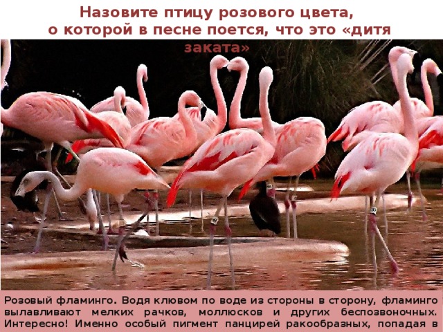 Назовите птицу розового цвета, о которой в песне поется, что это «дитя заката» Розовый фламинго . Водя клювом по воде из стороны в сторону, фламинго вылавливают мелких рачков, моллюсков и других беспозвоночных. Интересно! Именно особый пигмент панцирей ракообразных, попадая в организм фламинго с пищей, и дает птице такое невероятно привлекательное оперение. 