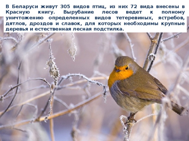В Беларуси живут 305 видов птиц, из них 72 вида внесены в Красную книгу. Вырубание лесов ведет к полному уничтожению определенных видов тетеревиных, ястребов, дятлов, дроздов и славок, для которых необходимы крупные деревья и естественная лесная подстилка. 