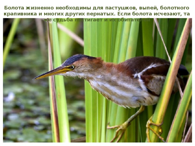 Болота жизненно необходимы для пастушков, выпей, болотного крапивника и многих других пернатых. Если болота исчезают, та же судьба постигает и их обитателей 