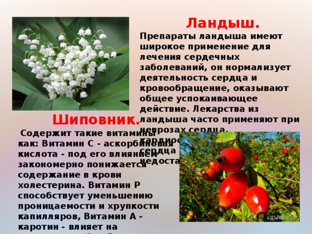 Ландыш. Препараты ландыша имеют широкое применение для лечения сердечных заболеваний, он нормализует деятельность сердца и кровообращение, оказывают общее успокаивающее действие. Лекарства из ландыша часто применяют при неврозах сердца, кардиосклерозе, пороках сердца и сердечной недостаточности.  Шиповник.  Содержит такие витамины как: Витамин С - аскорбиновая кислота - под его влиянием закономерно понижается содержание в крови холестерина. Витамин Р способствует уменьшению проницаемости и хрупкости капилляров, Витамин А - каротин - влияет на повышение общей сопротивляемости организма. Витамины B1, В2 влияют на кроветворные органы.