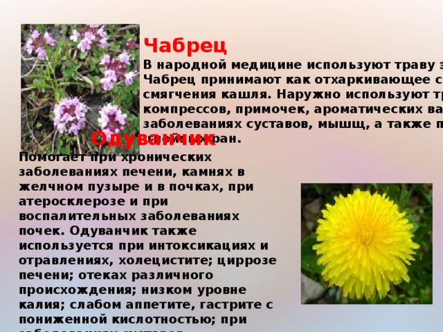 Чабрец В народной медицине используют траву этого растения. Чабрец принимают как отхаркивающее средство для смягчения кашля. Наружно используют траву для компрессов, примочек, ароматических ванн при заболеваниях суставов, мышщ, а также при лечении  гнойных ран.  Одуванчик Помогает при хронических заболеваниях печени, камнях в желчном пузыре и в почках, при атеросклерозе и при воспалительных заболеваниях почек. Одуванчик также используется при интоксикациях и отравлениях, холецистите; циррозе печени; отеках различного происхождения; низком уровне калия; слабом аппетите, гастрите с пониженной кислотностью; при заболеваниях суставов, атеросклерозе и др.