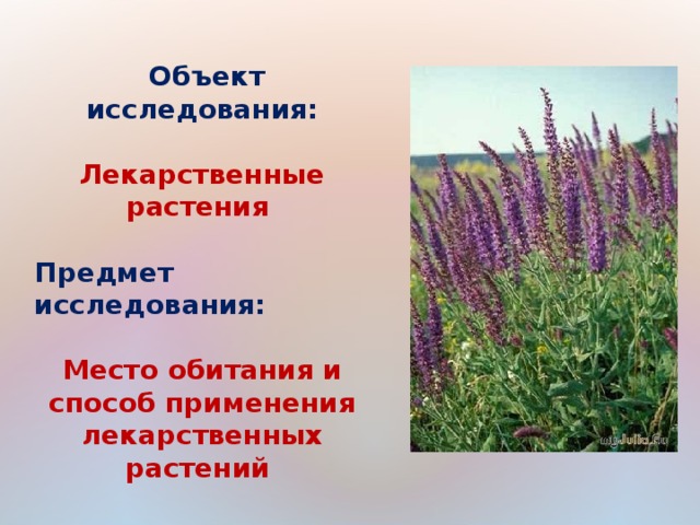 Объект исследования:  Лекарственные растения  Предмет исследования:  Место обитания и способ применения лекарственных растений