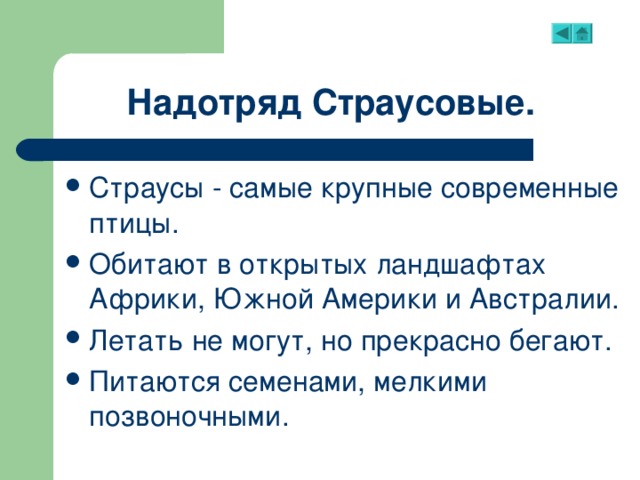 Надотряд страусовые. Надотряд страусовые особенности. Признаки надотряда страусовые. Доклад надотряд страусовые.