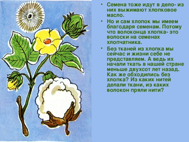 Семена тоже идут в дело- из них выжимают хлопковое масло. Но и сам хлопок мы имеем благодаря семенам. Потому что волоконца хлопка- это волоски на семенах хлопчатника. Без тканей из хлопка мы сейчас и жизни себе не представляем. А ведь их начали ткать в нашей стране меньше двухсот лет назад. Как же обходились без хлопка? Из каких нитей делали ткани, из каких волокон пряли нити? 