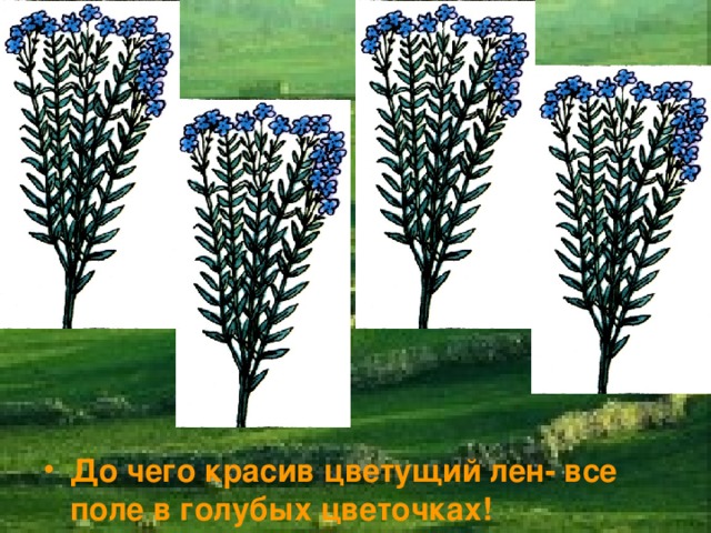 До чего красив цветущий лен- все поле в голубых цветочках! 