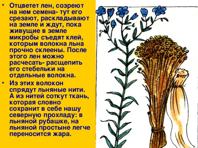 Отцветет лен, созреют на нем семена- тут его срезают, раскладывают на земле и ждут, пока живущие в земле микробы съедят клей, которым волокна льна прочно склеены. После этого лен можно расчесать- расщепить его стебельки на отдельные волокна. Из этих волокон спрядут льняные нити. А из нитей соткут ткань, которая словно сохранит в себе нашу северную прохладу: в льняной рубашке, на льняной простыне легче переносится жара. 