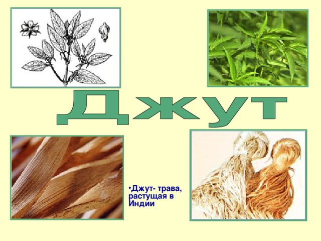 Джут- трава, растущая в Индии  
