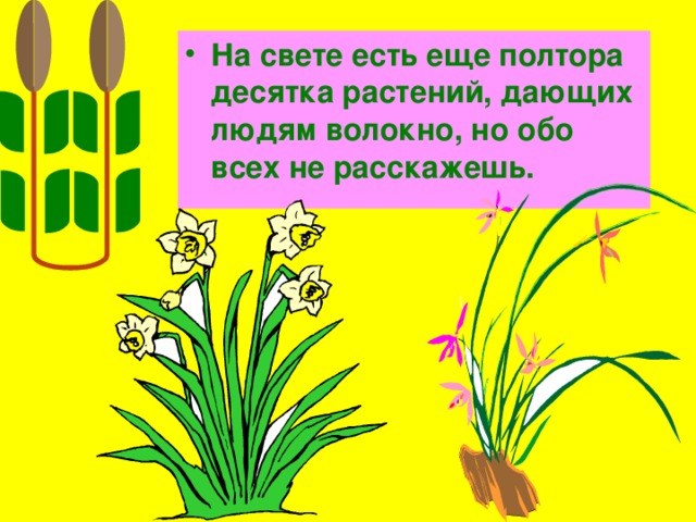 На свете есть еще полтора десятка растений, дающих людям волокно, но обо всех не расскажешь. 