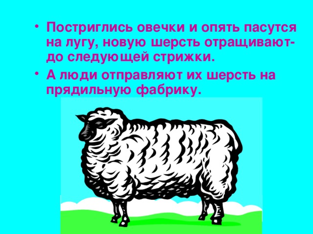 Постриглись овечки и опять пасутся на лугу, новую шерсть отращивают- до следующей стрижки. А люди отправляют их шерсть на прядильную фабрику. 