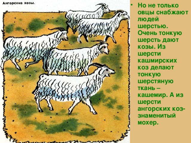 Но не только овцы снабжают людей шерстью. Очень тонкую шерсть дают козы. Из шерсти кашмирских коз делают тонкую шерстяную ткань –кашемир. А из шерсти ангорских коз- знаменитый мохер. 